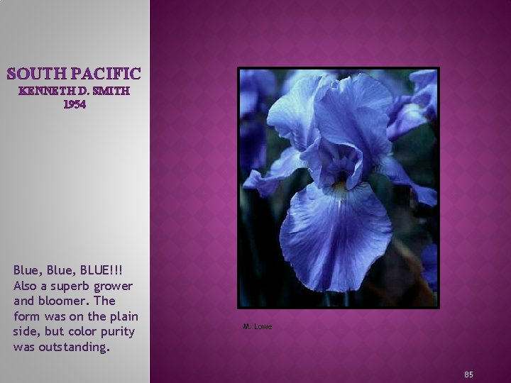 SOUTH PACIFIC KENNETH D. SMITH 1954 Blue, BLUE!!! Also a superb grower and bloomer.