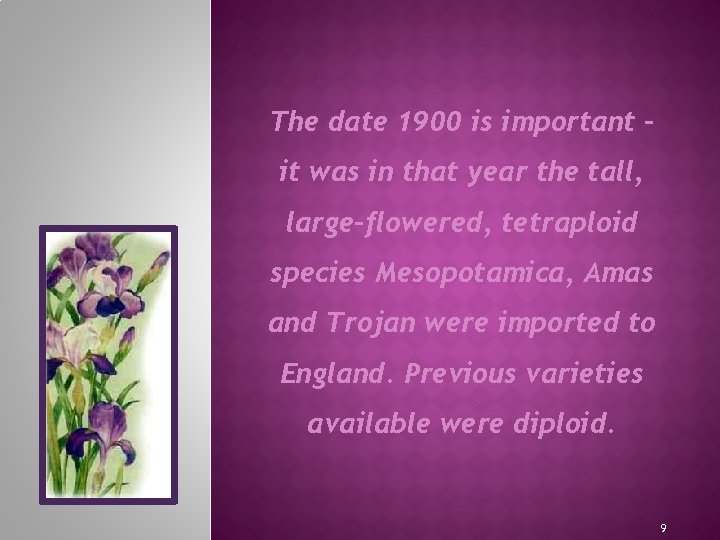 The date 1900 is important – it was in that year the tall, large-flowered,