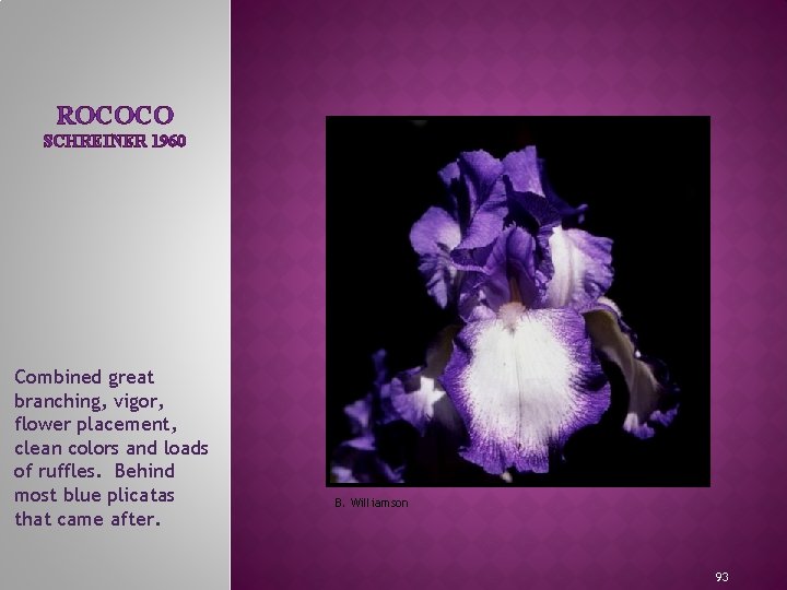 ROCOCO SCHREINER 1960 Combined great branching, vigor, flower placement, clean colors and loads of