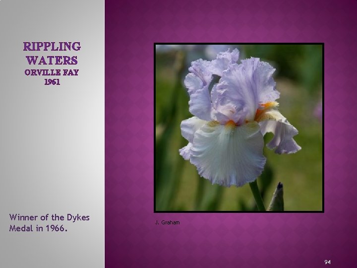 RIPPLING WATERS ORVILLE FAY 1961 MEET THE IRIS FAMILY Winner of the Dykes Medal