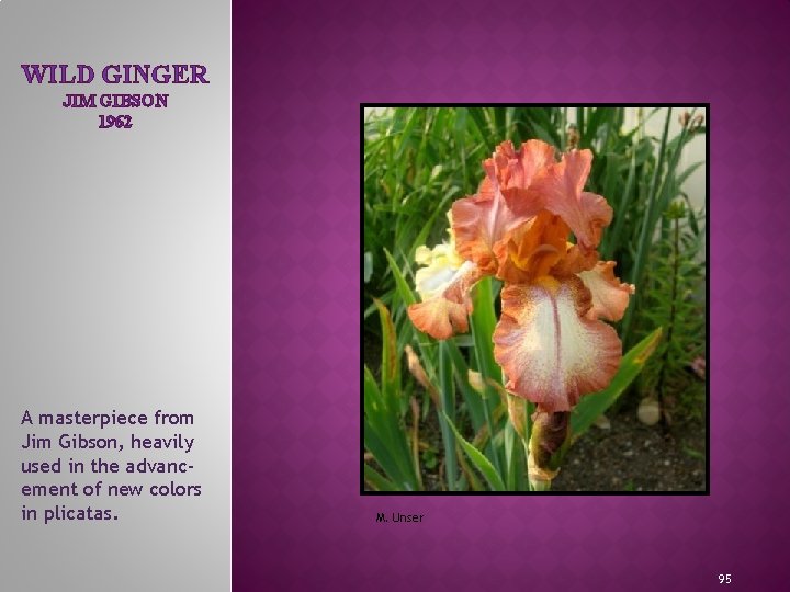 WILD GINGER JIM GIBSON 1962 A masterpiece from Jim Gibson, heavily used in the