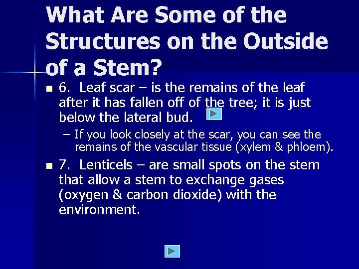 What Are Some of the Structures on the Outside of a Stem? n 6.