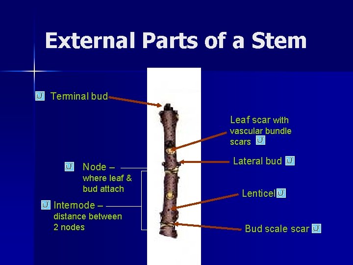 External Parts of a Stem Terminal bud Leaf scar with vascular bundle scars Node
