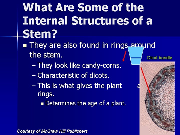 What Are Some of the Internal Structures of a Stem? n They are also