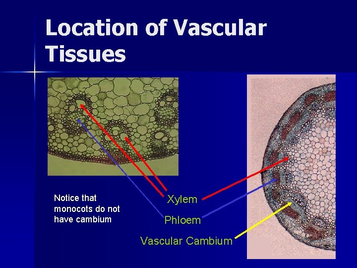 Location of Vascular Tissues Notice that monocots do not have cambium Xylem Phloem Vascular