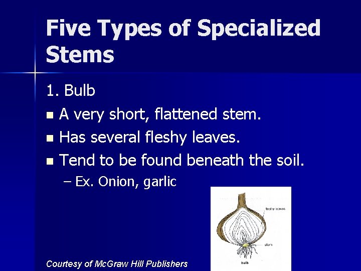 Five Types of Specialized Stems 1. Bulb n A very short, flattened stem. n