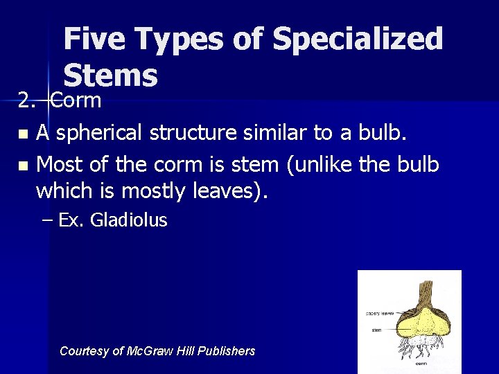 Five Types of Specialized Stems 2. Corm n A spherical structure similar to a