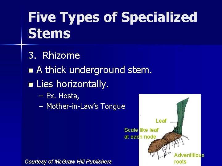 Five Types of Specialized Stems 3. Rhizome n A thick underground stem. n Lies