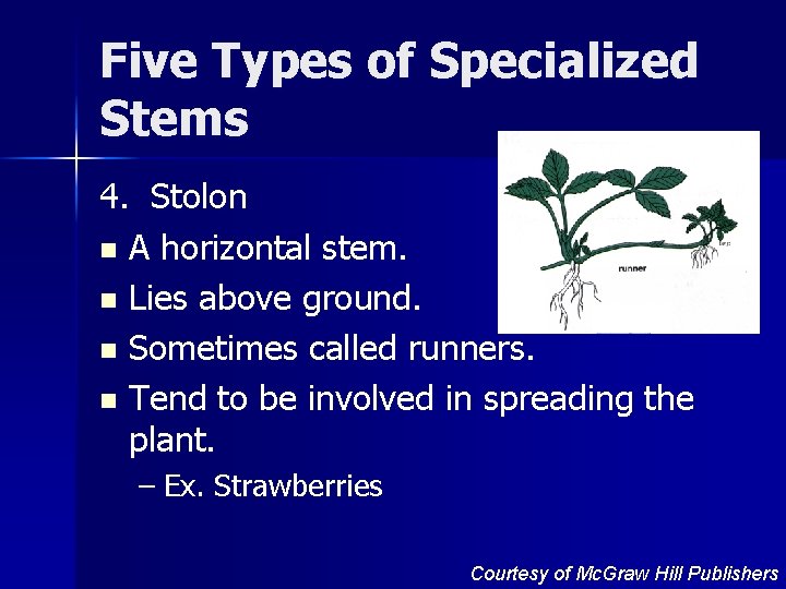 Five Types of Specialized Stems 4. Stolon n A horizontal stem. n Lies above