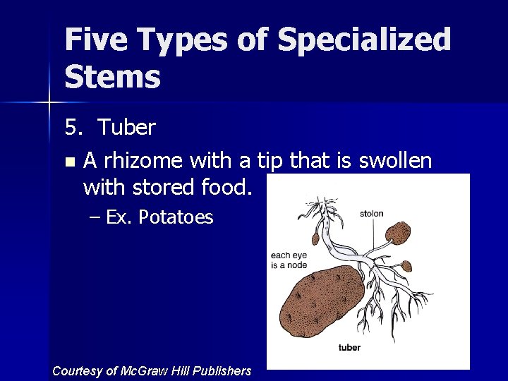 Five Types of Specialized Stems 5. Tuber n A rhizome with a tip that