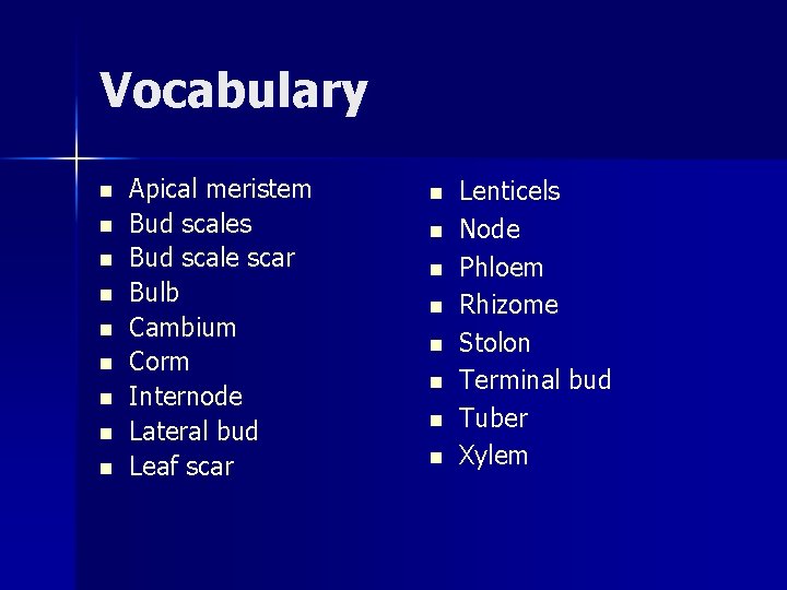 Vocabulary n n n n n Apical meristem Bud scales Bud scale scar Bulb