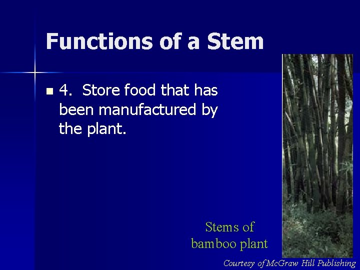 Functions of a Stem n 4. Store food that has been manufactured by the