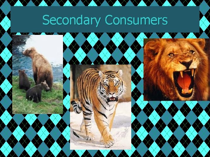 Secondary Consumers 