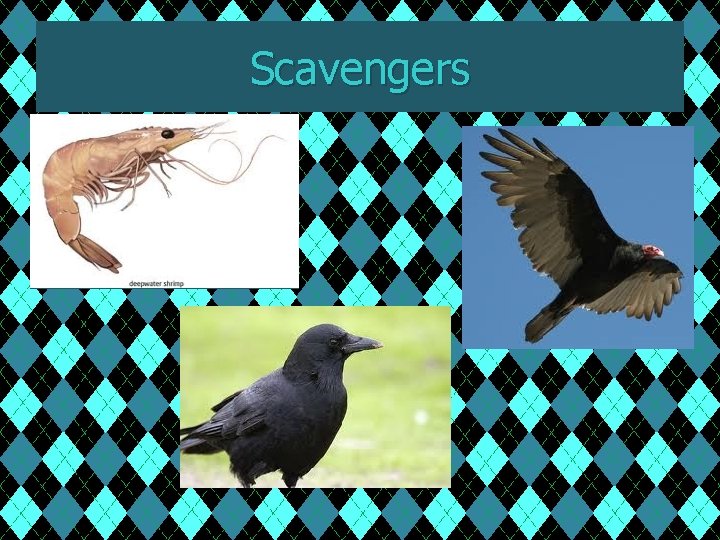 Scavengers 