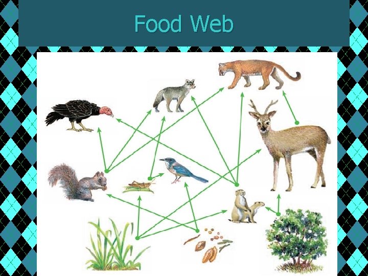 Food Web 