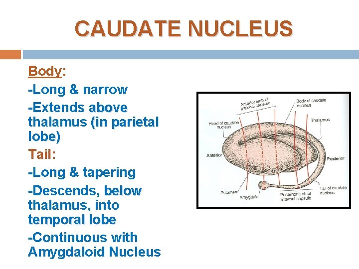 CAUDATE NUCLEUS Body: -Long & narrow -Extends above thalamus (in parietal lobe) Tail: Tail
