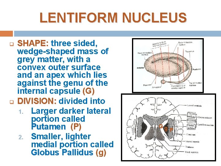 LENTIFORM NUCLEUS q q SHAPE: three sided, wedge-shaped mass of grey matter, with a