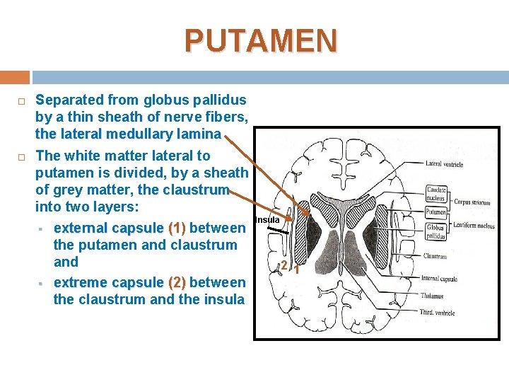 PUTAMEN Separated from globus pallidus by a thin sheath of nerve fibers, the lateral