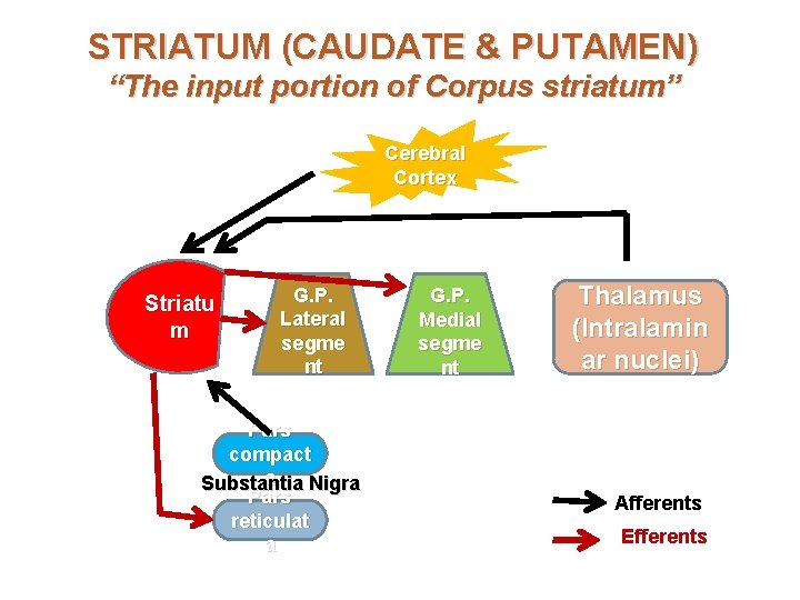 STRIATUM (CAUDATE & PUTAMEN) “The input portion of Corpus striatum” Cerebral Cortex Striatu m