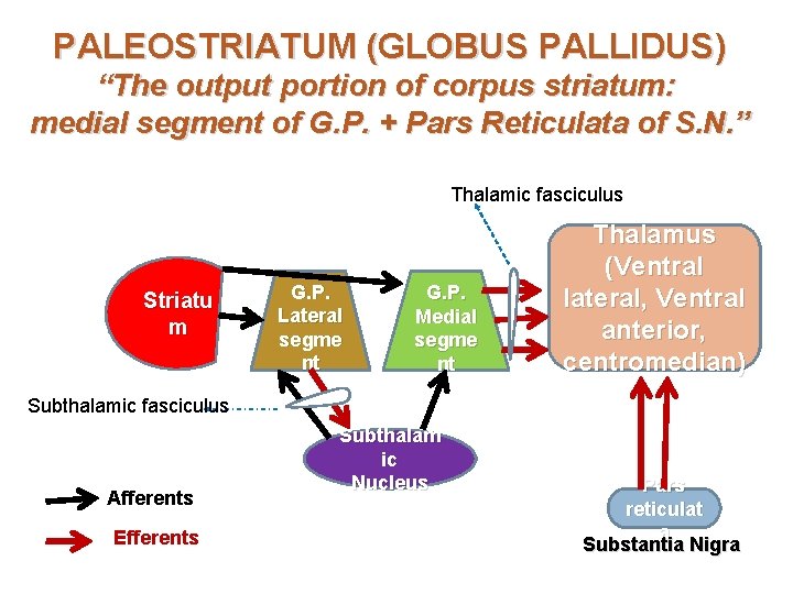 PALEOSTRIATUM (GLOBUS PALLIDUS) “The output portion of corpus striatum: medial segment of G. P.