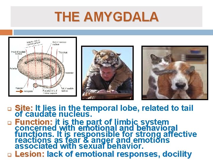 THE AMYGDALA q q q Site: It lies in the temporal lobe, related to