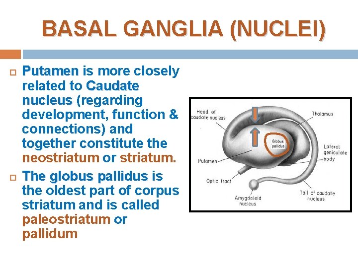 BASAL GANGLIA (NUCLEI) Putamen is more closely related to Caudate nucleus (regarding development, function