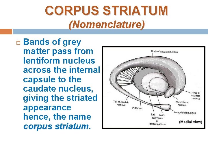 CORPUS STRIATUM (Nomenclature) Bands of grey matter pass from lentiform nucleus across the internal