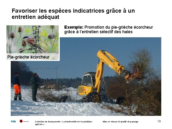 Favoriser les espèces indicatrices grâce à un entretien adéquat Exemple: Promotion du pie-grièche écorcheur