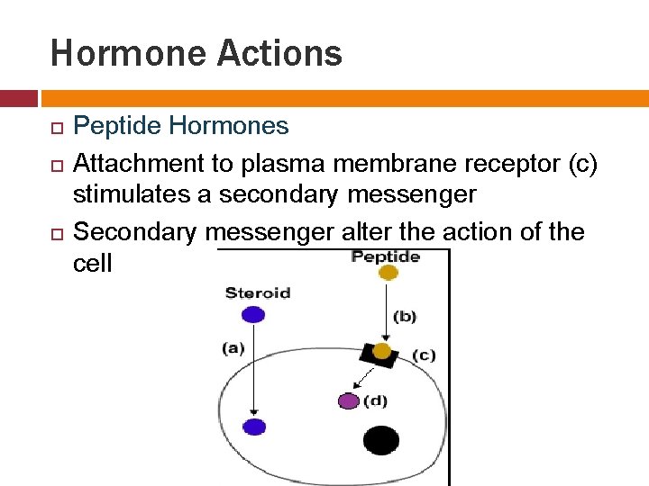 Hormone Actions Peptide Hormones Attachment to plasma membrane receptor (c) stimulates a secondary messenger