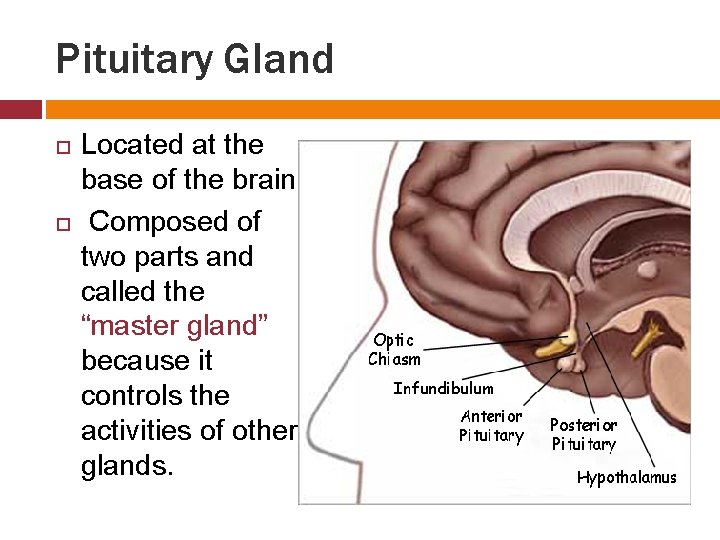 Pituitary Gland Located at the base of the brain. Composed of two parts and