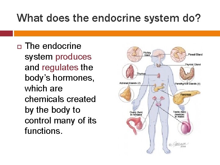 What does the endocrine system do? The endocrine system produces and regulates the body’s