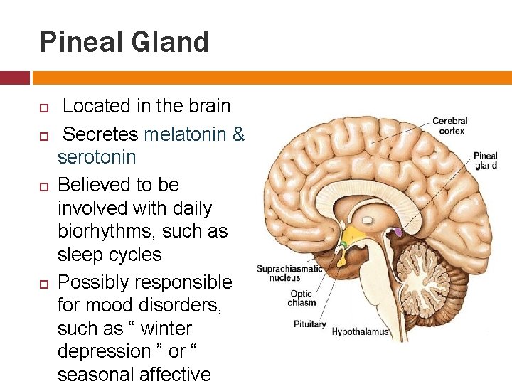 Pineal Gland Located in the brain Secretes melatonin & serotonin Believed to be involved