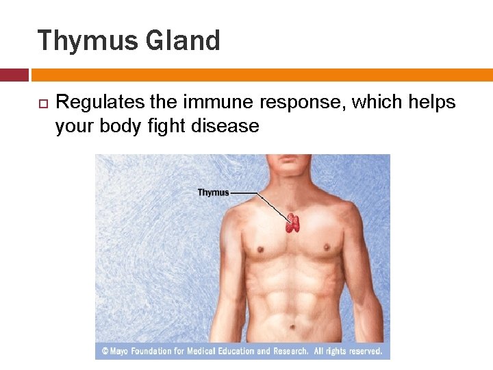 Thymus Gland Regulates the immune response, which helps your body fight disease 