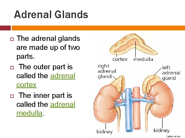 Adrenal Glands The adrenal glands are made up of two parts. The outer part
