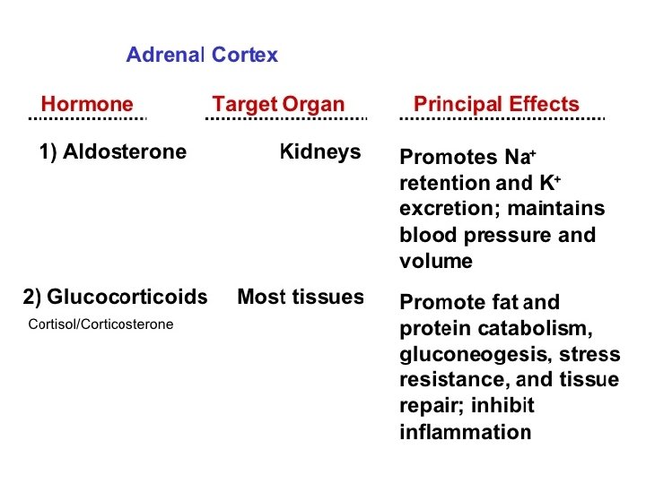 Adrenal Glands 