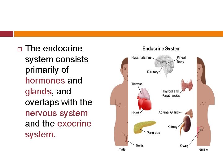  The endocrine system consists primarily of hormones and glands, and overlaps with the