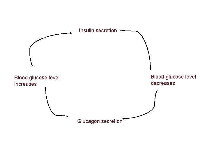 Insulin secretion Blood glucose level decreases Blood glucose level increases Glucagon secretion 