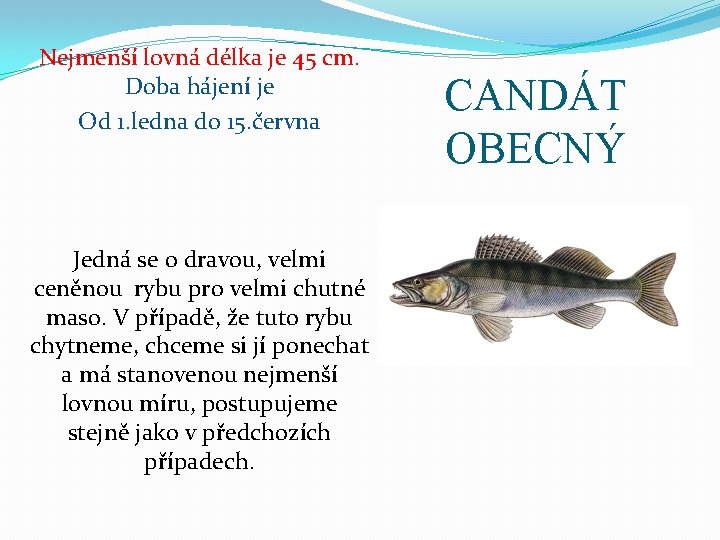 Nejmenší lovná délka je 45 cm. Doba hájení je Od 1. ledna do 15.