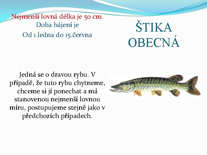 Nejmenší lovná délka je 50 cm. Doba hájení je Od 1. ledna do 15.