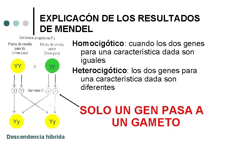 EXPLICACÓN DE LOS RESULTADOS DE MENDEL YY Yy yy Yy Descendencia híbrida Homocigótico: cuando