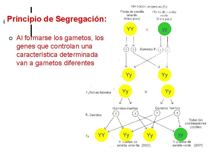 Principio de Segregación: ¢ YY yy Yy Yy Al formarse los gametos, los genes