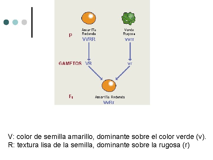 V: color de semilla amarillo, dominante sobre el color verde (v). R: textura lisa