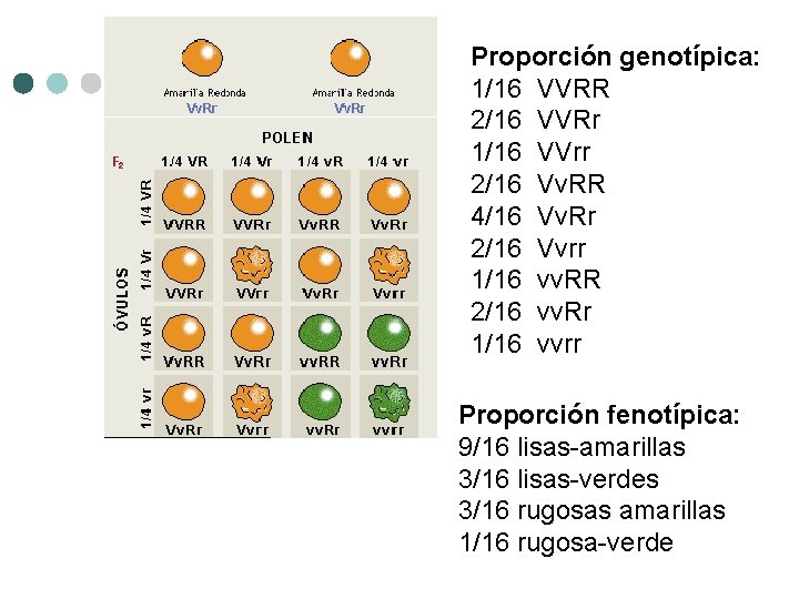 Proporción genotípica: 1/16 VVRR 2/16 VVRr 1/16 VVrr 2/16 Vv. RR 4/16 Vv. Rr
