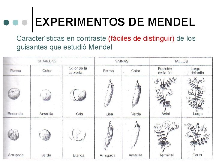 EXPERIMENTOS DE MENDEL Características en contraste (fáciles de distinguir) de los guisantes que estudió