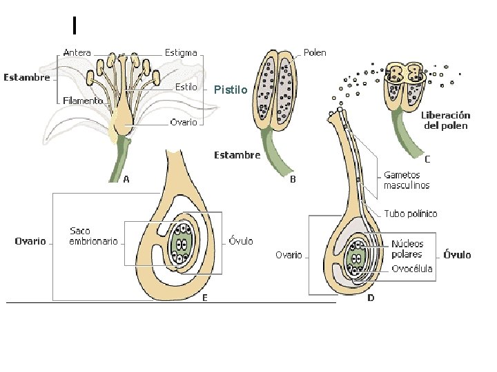 Pistilo 