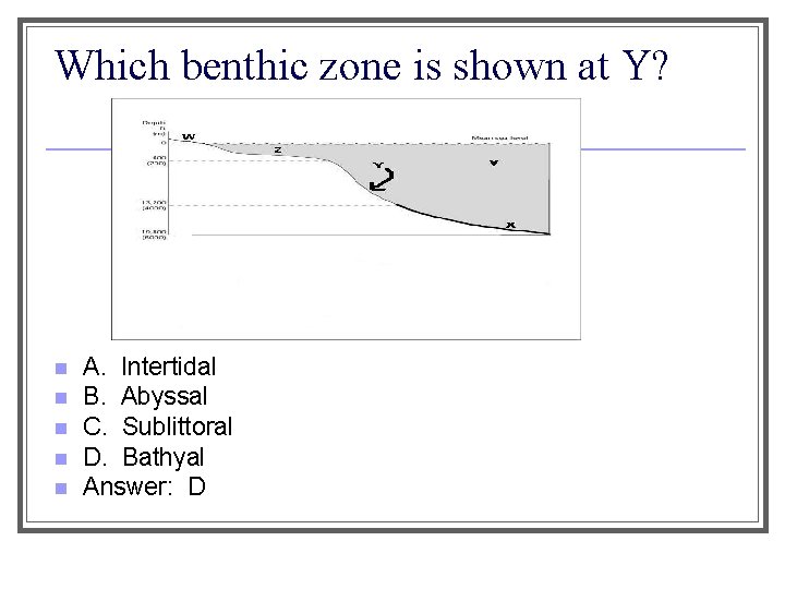 Which benthic zone is shown at Y? n n n A. Intertidal B. Abyssal