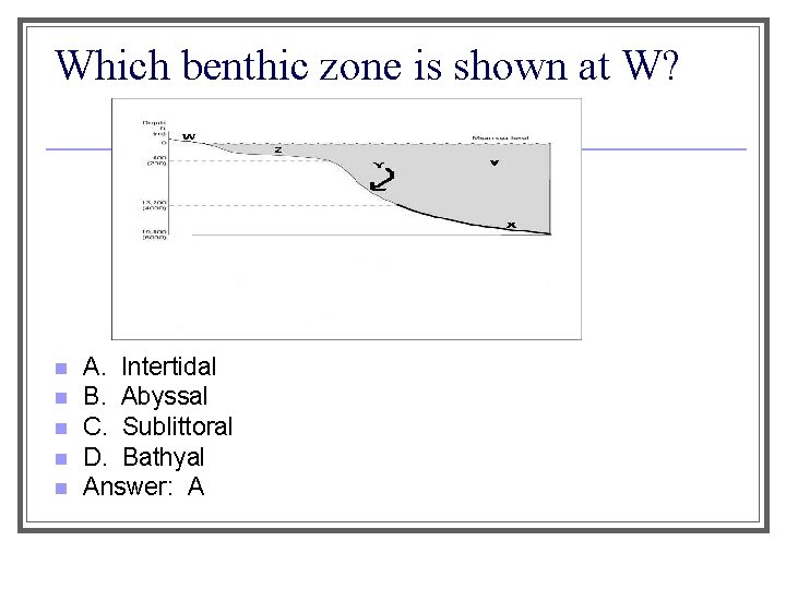 Which benthic zone is shown at W? n n n A. Intertidal B. Abyssal