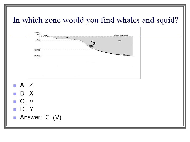 In which zone would you find whales and squid? n n n A. Z