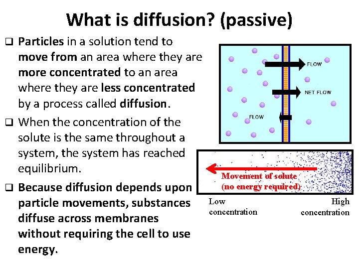 What is diffusion? (passive) Particles in a solution tend to move from an area