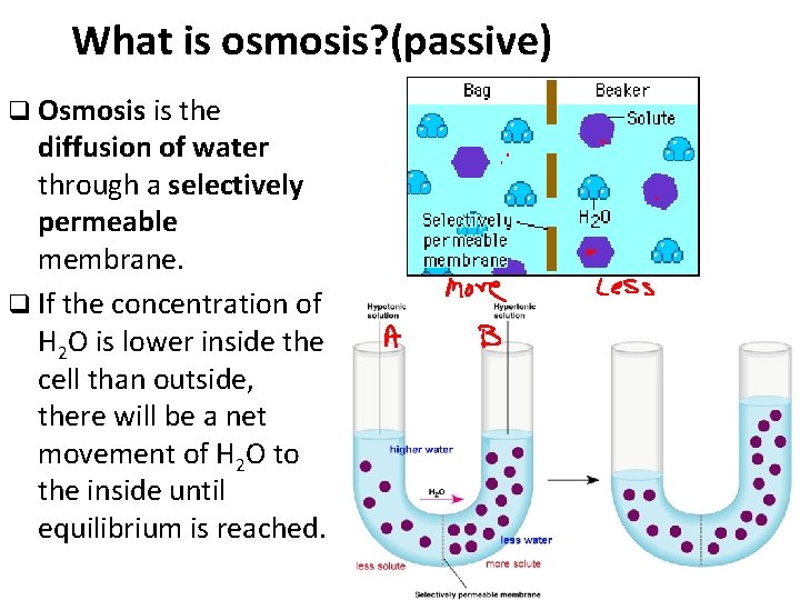 What is osmosis? (passive) q Osmosis is the diffusion of water through a selectively